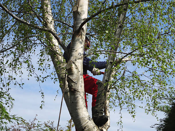 Professional Tree Removal Services in Excelsior Springs, MO